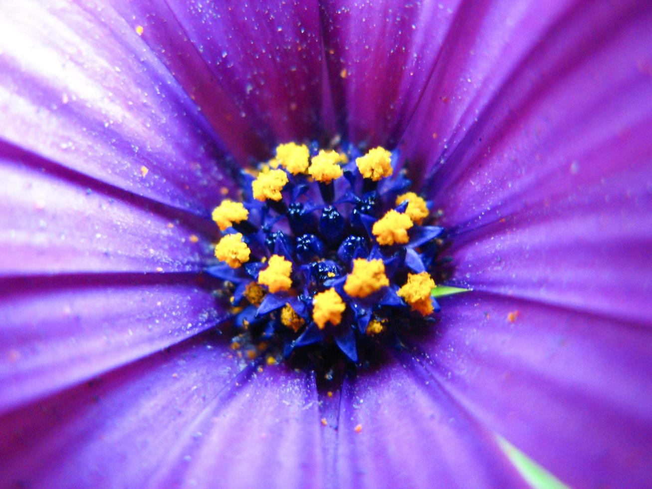 Close up of a flower photo