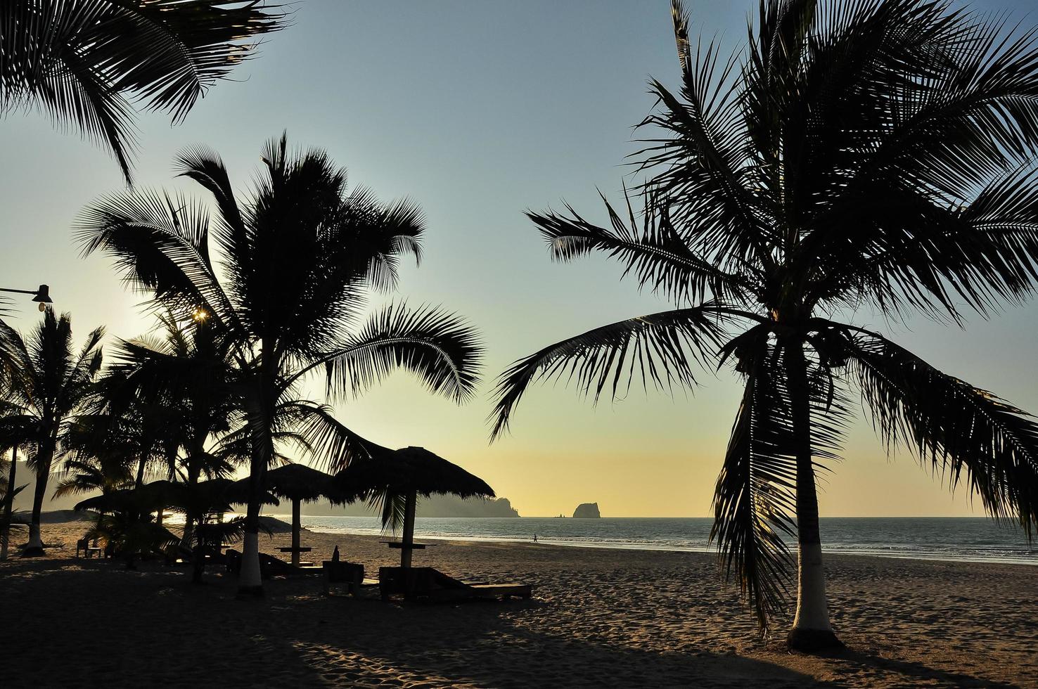 Palm Trees on the beach photo