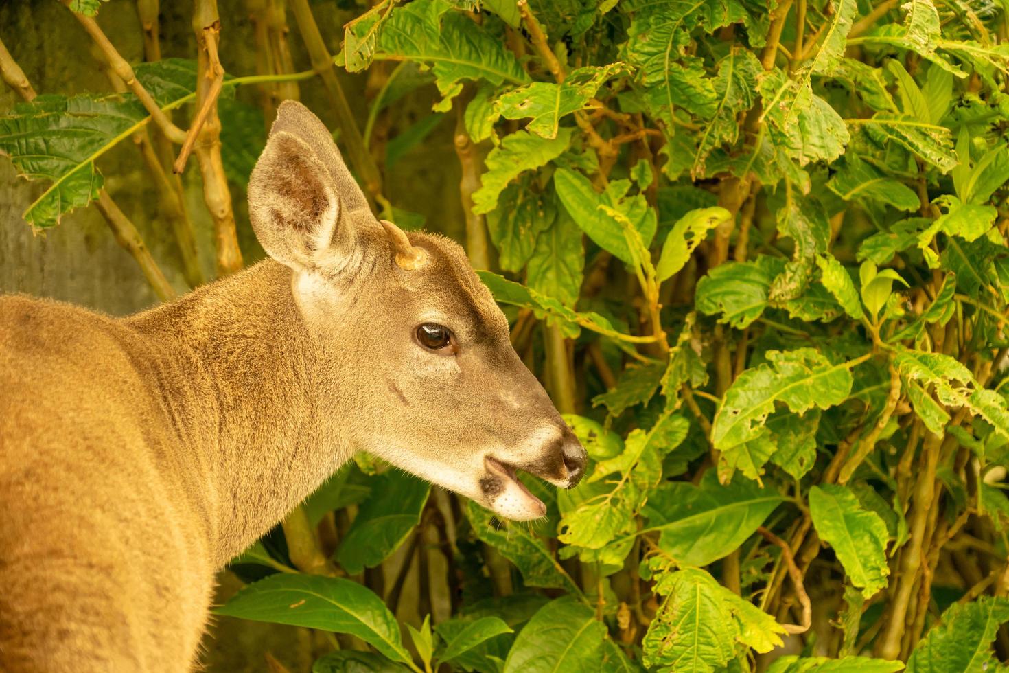 White tailed deer photo