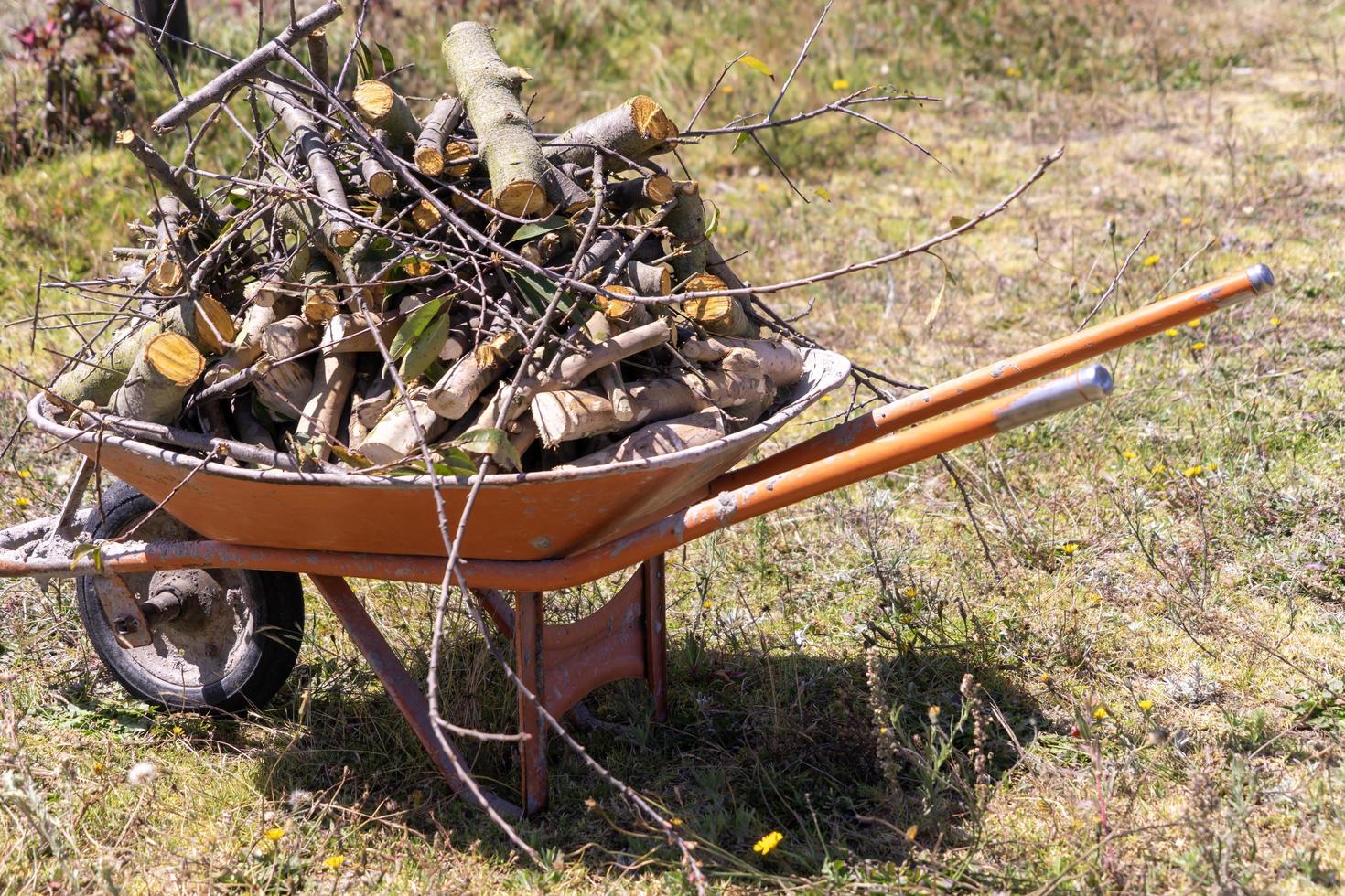 A wheelbarrow full of firewood photo