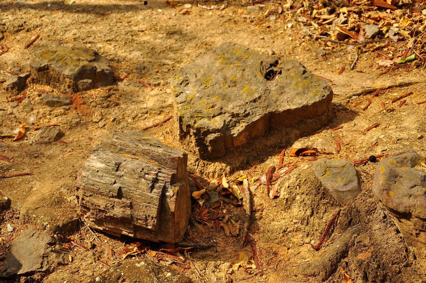 Puyango Petrified Forest photo
