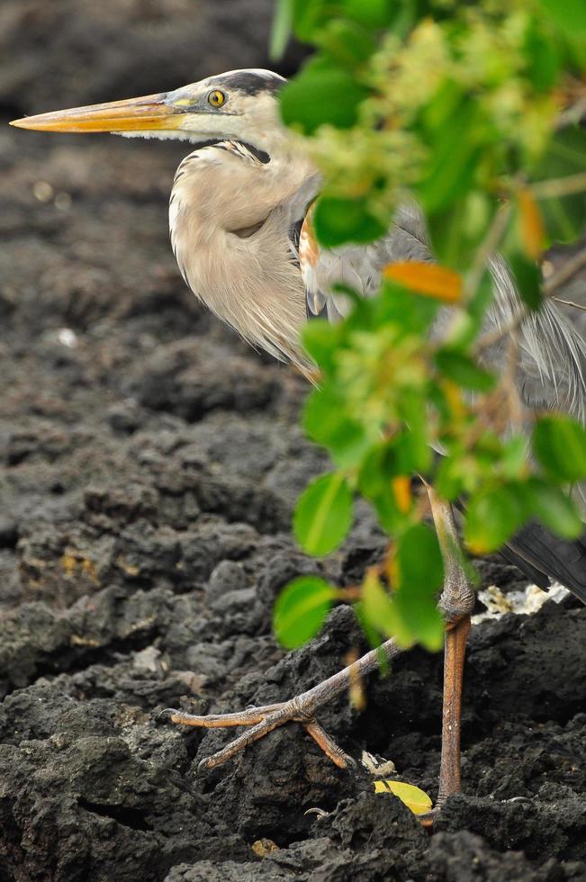 a heron hiding photo