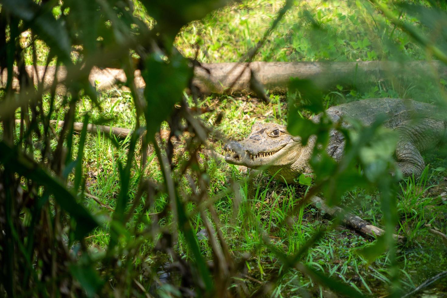 Un caimán a orillas de una laguna, Amazonia, Ecuador foto