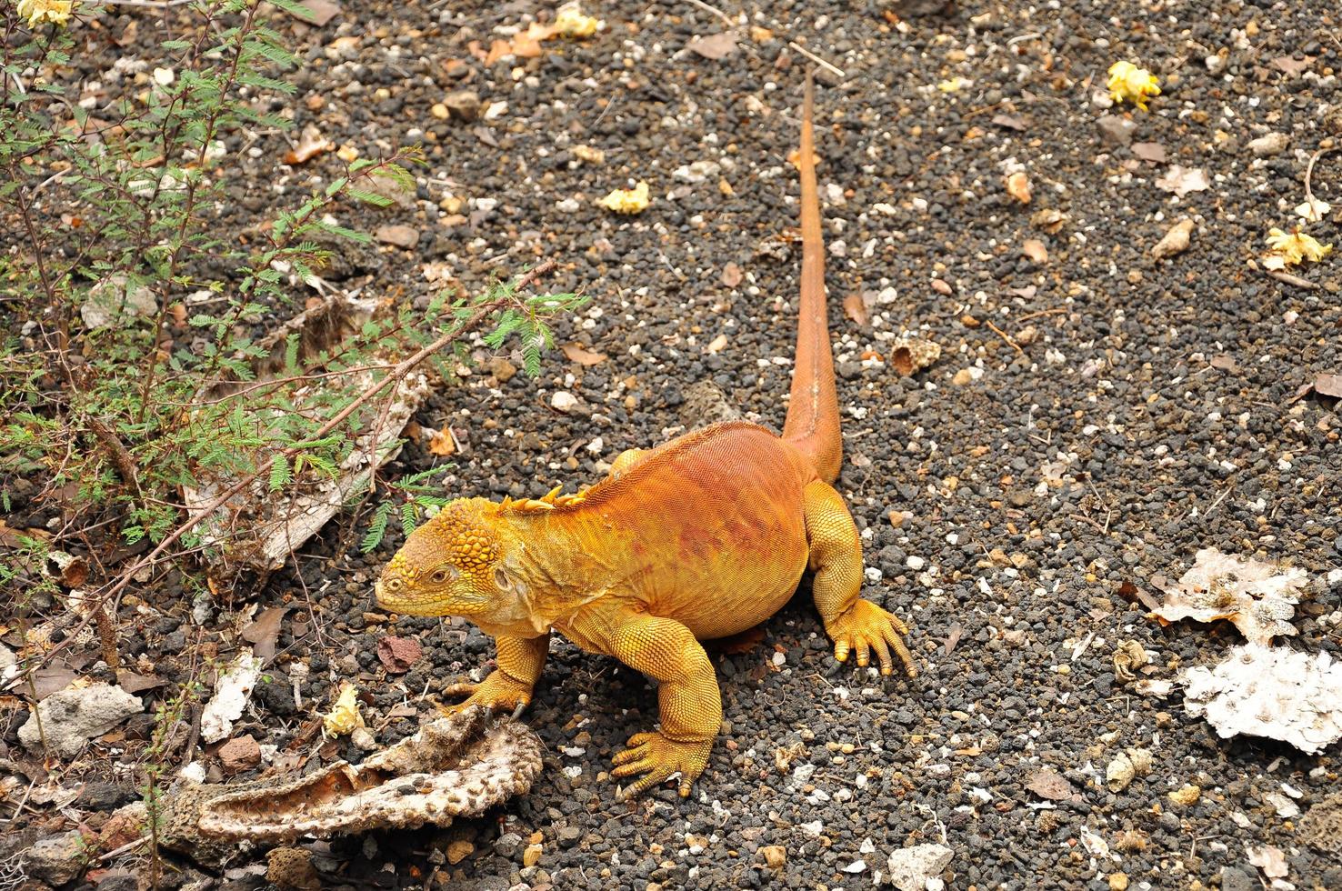 Land Iguana, Galapagos, Ecuador photo