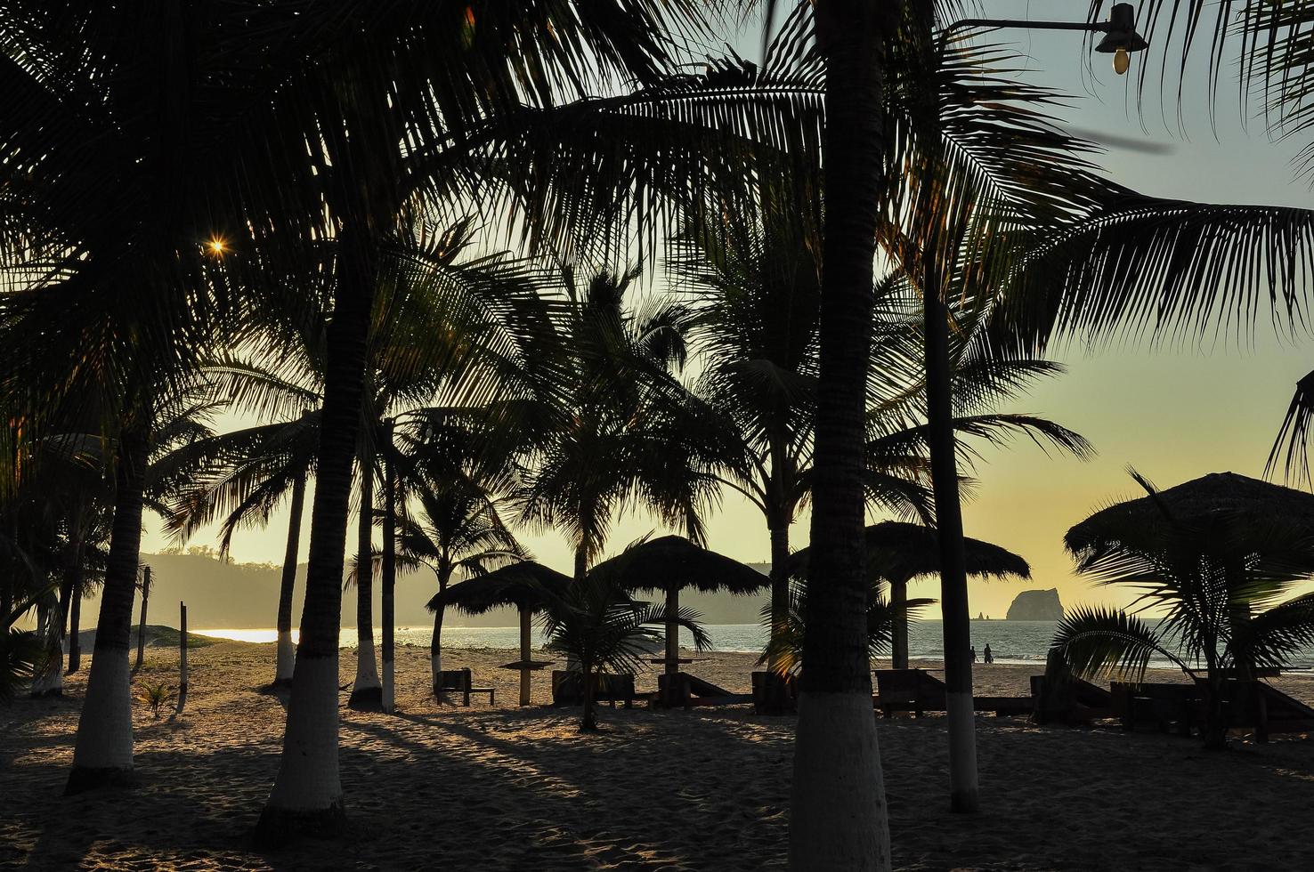 Palm Trees on the beach photo