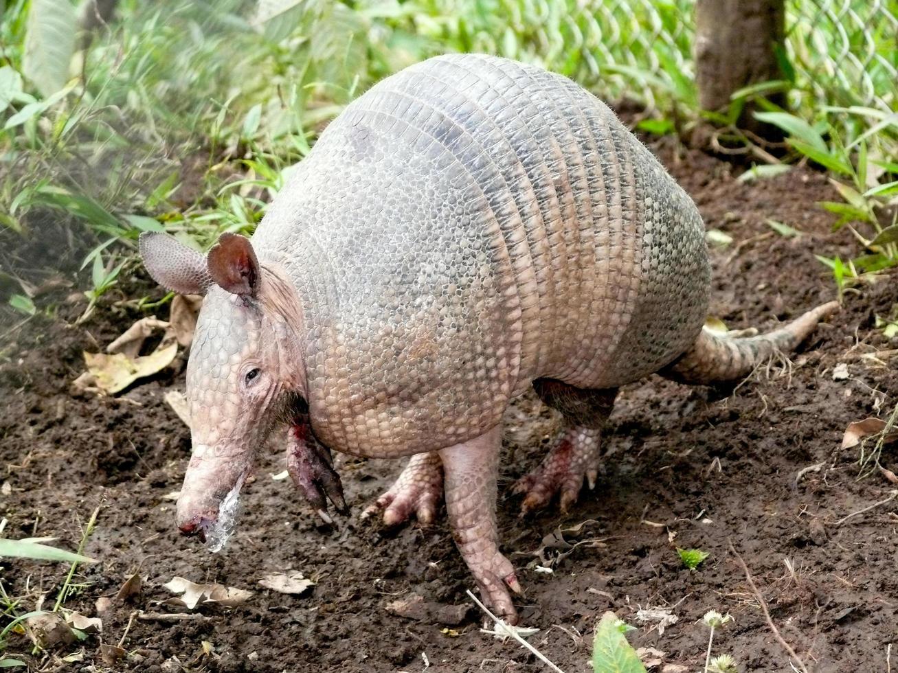 Armadillo  Amazonia Ecuador photo