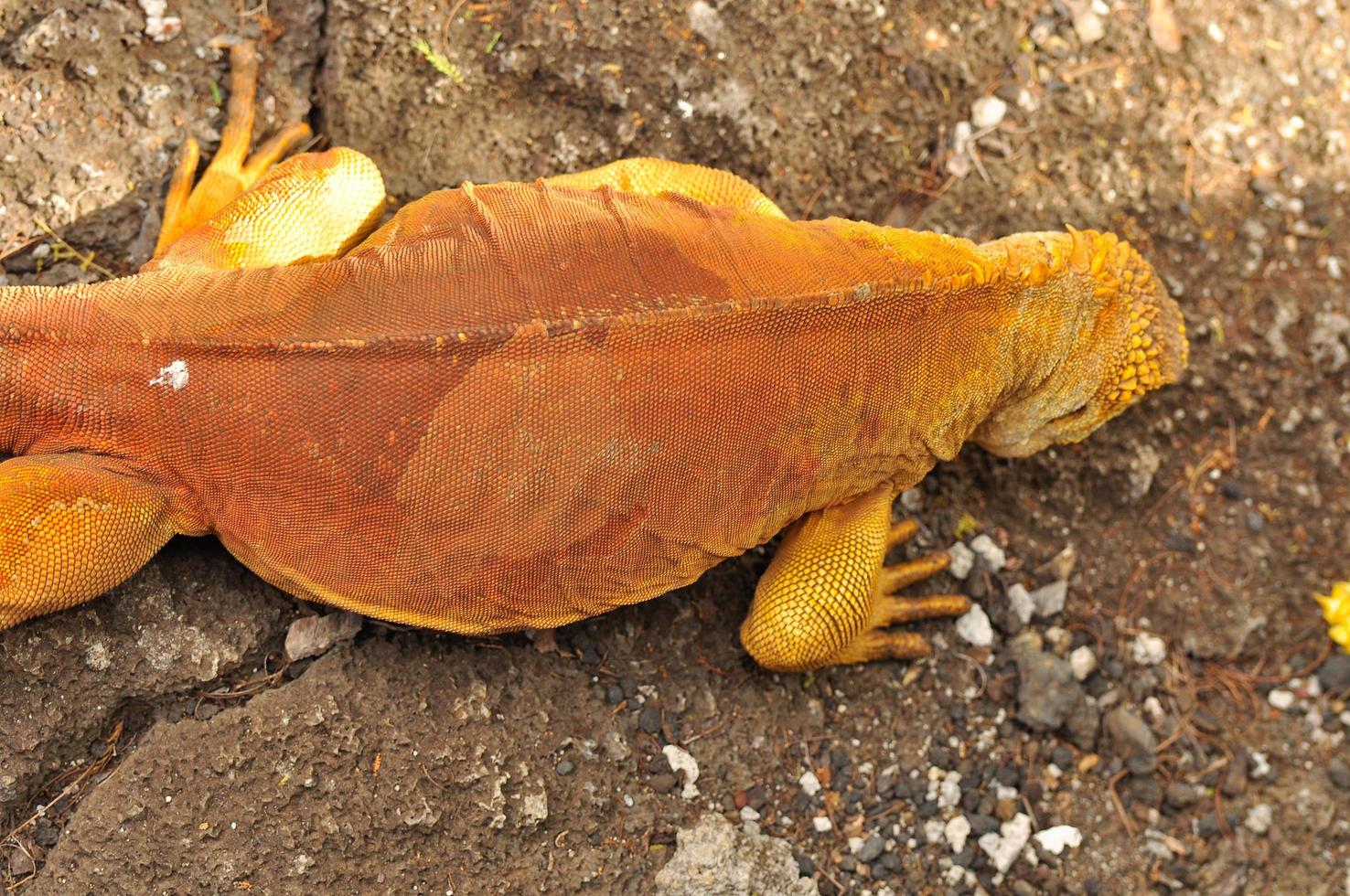 Land Iguana, Galapagos, Ecuador photo