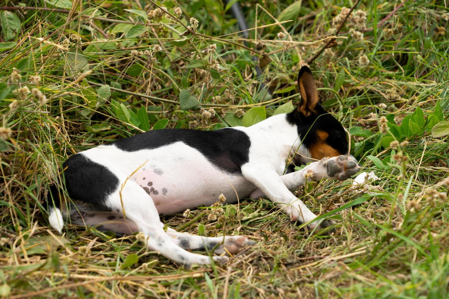 a small chihuahua sleeping photo