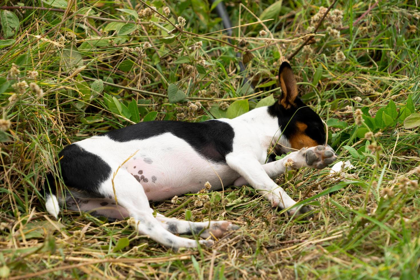 un pequeño chihuahua durmiendo foto