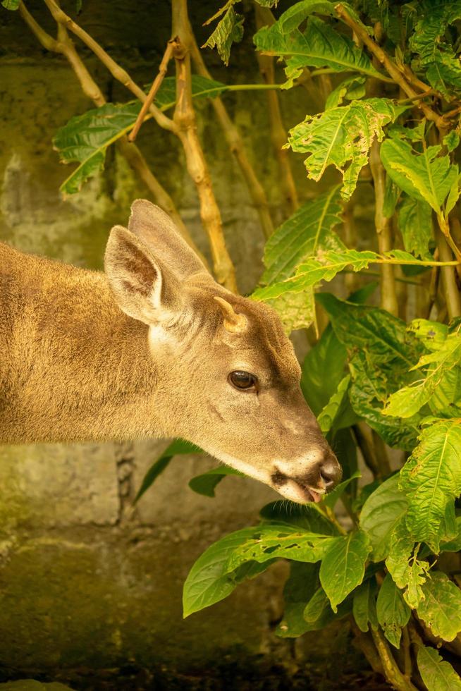 White tailed deer photo