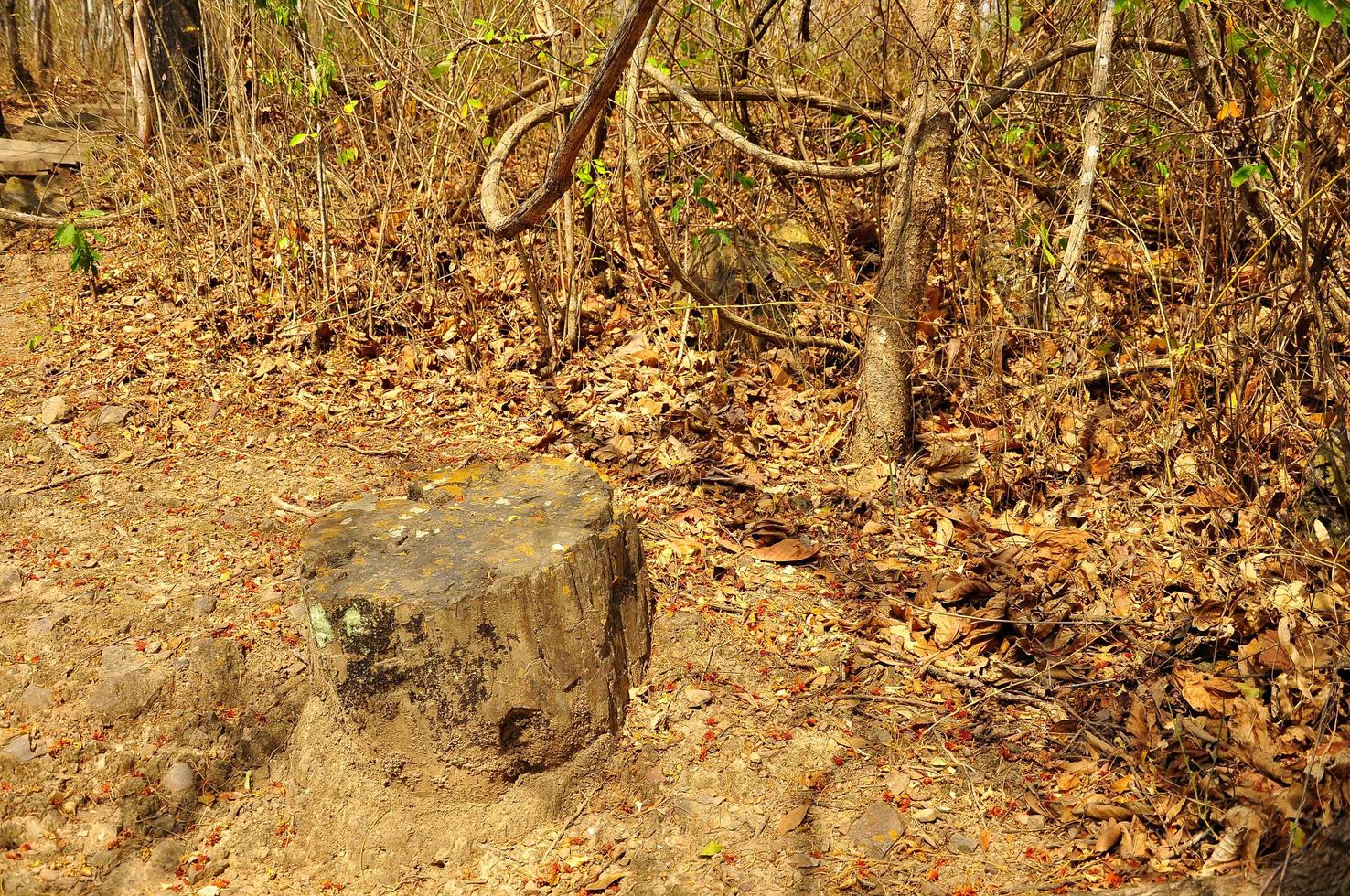 Puyango Petrified Forest photo