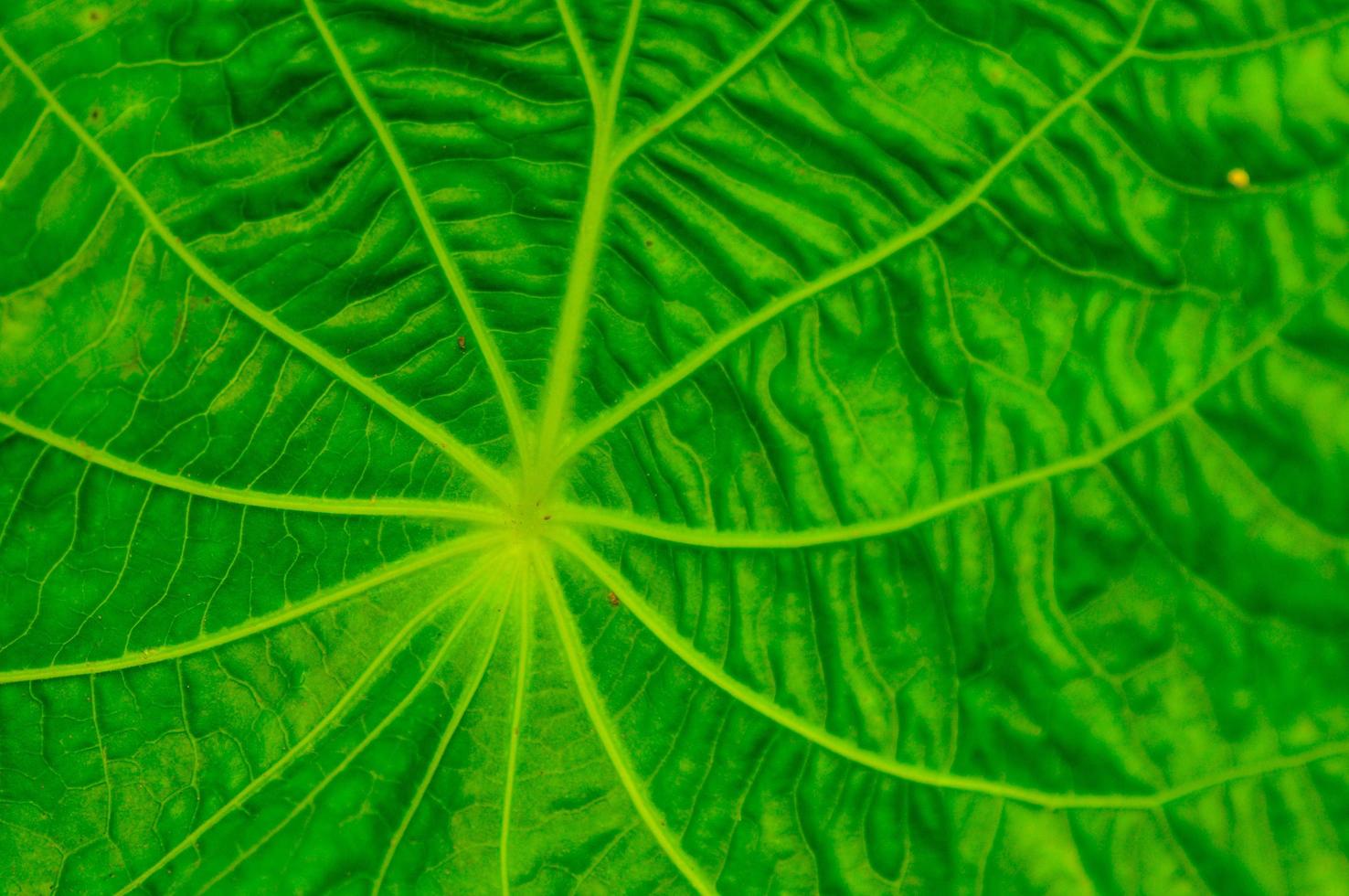 Flora in Ecuador photo