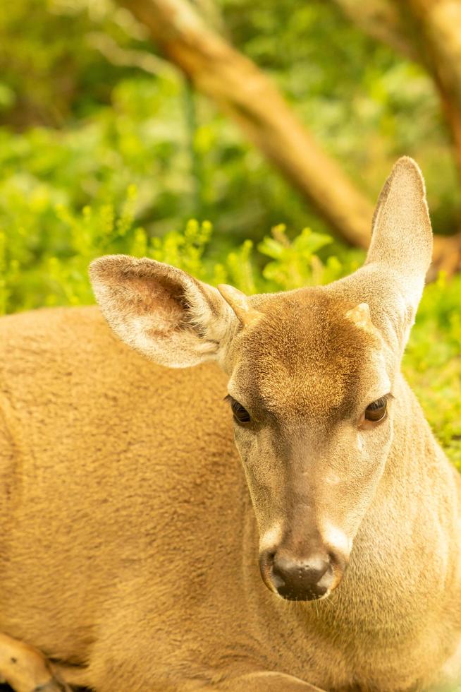 White tailed deer photo