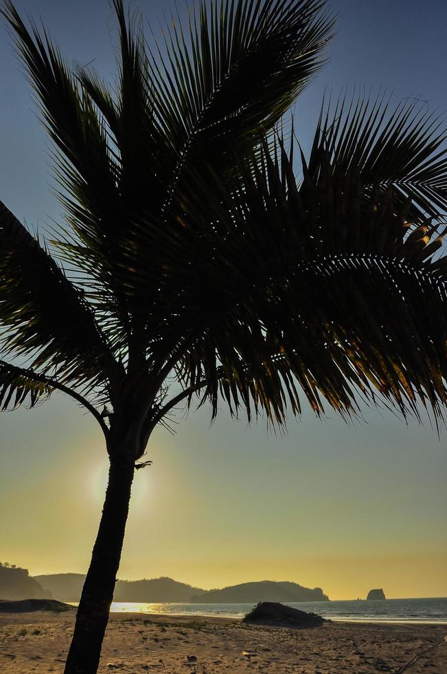 Palm Trees on the beach photo