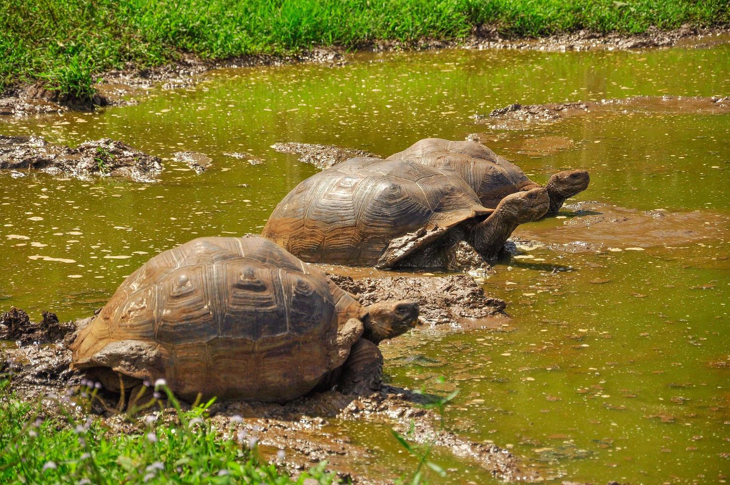 three galapagos tortoise in muddy water photo