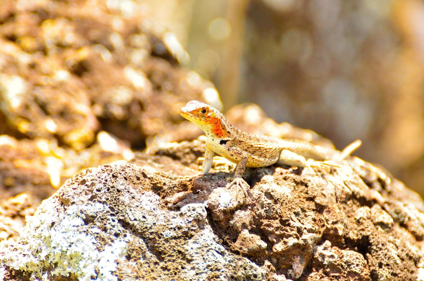 Lava Lizard, Ecuador photo