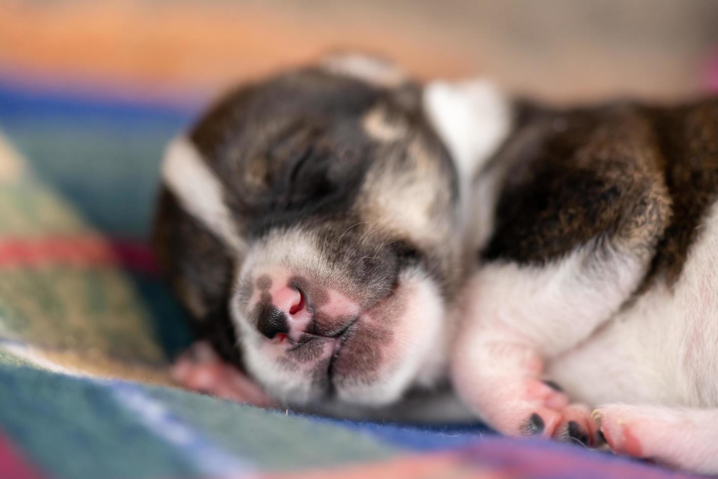 un cachorro de dos semanas foto