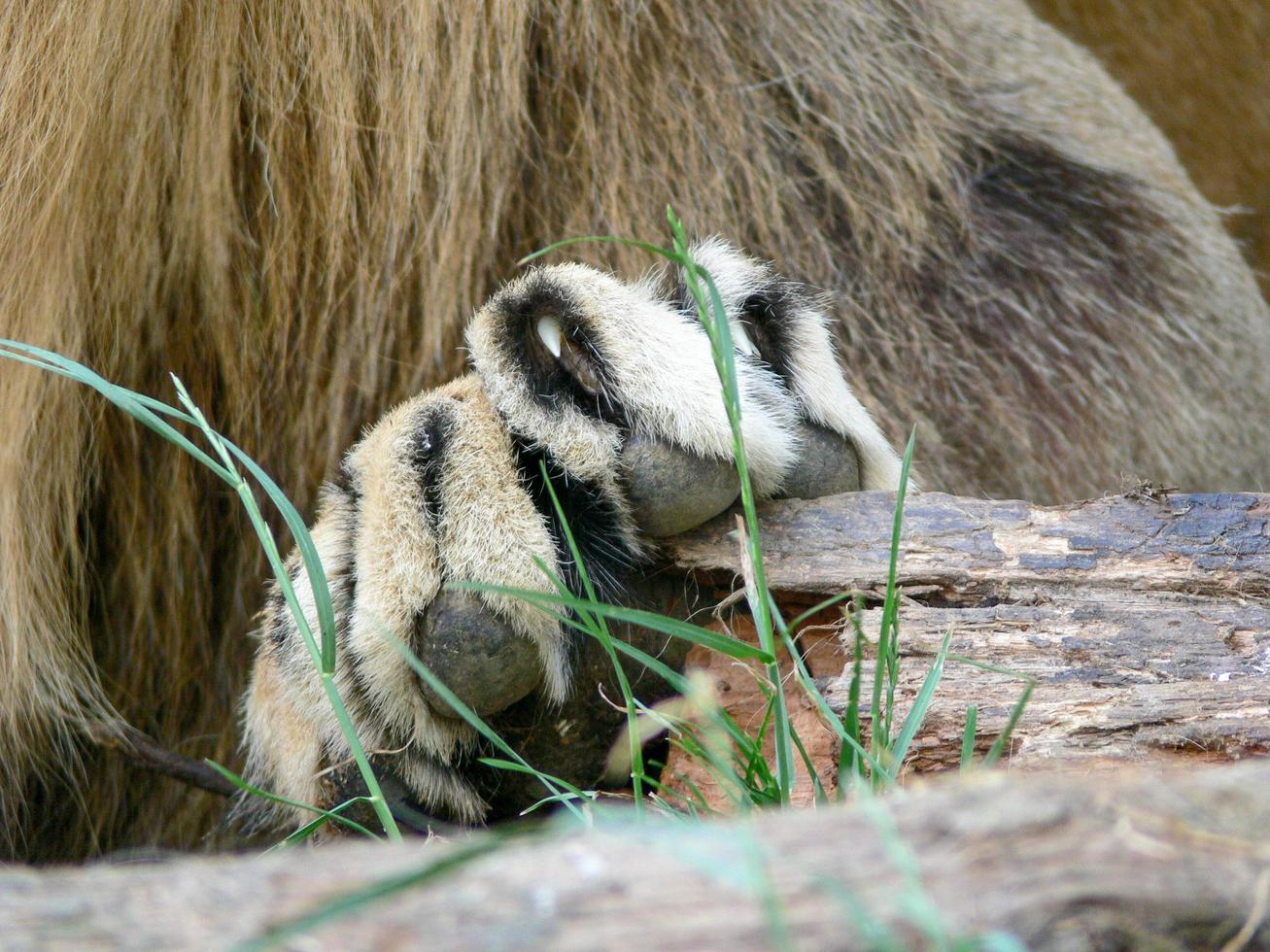 Close up of a the paw of a ion photo