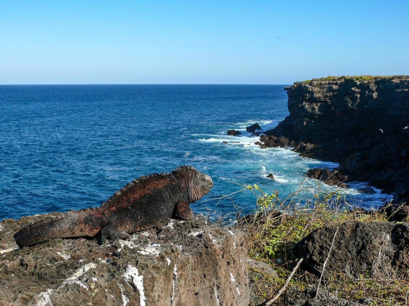 Iguana and cliffs photo