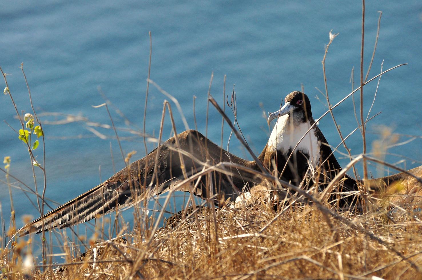 Frigate bird sitting in the cliff photo