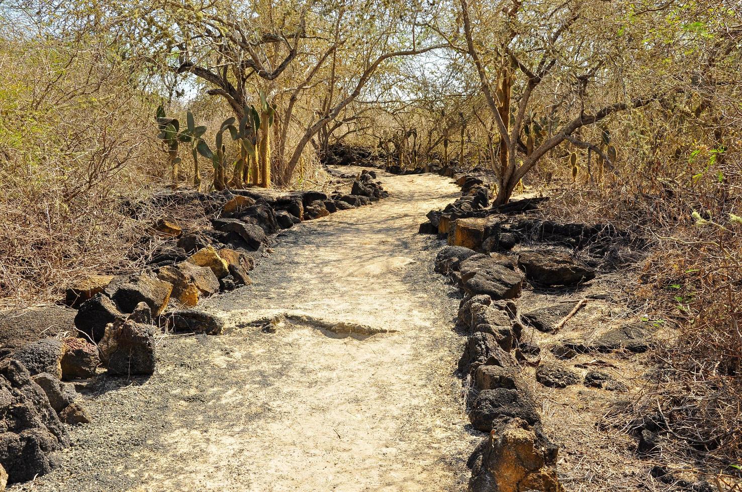 Path on Isabela Island photo