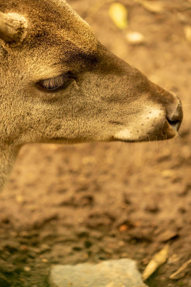 White tailed deer photo