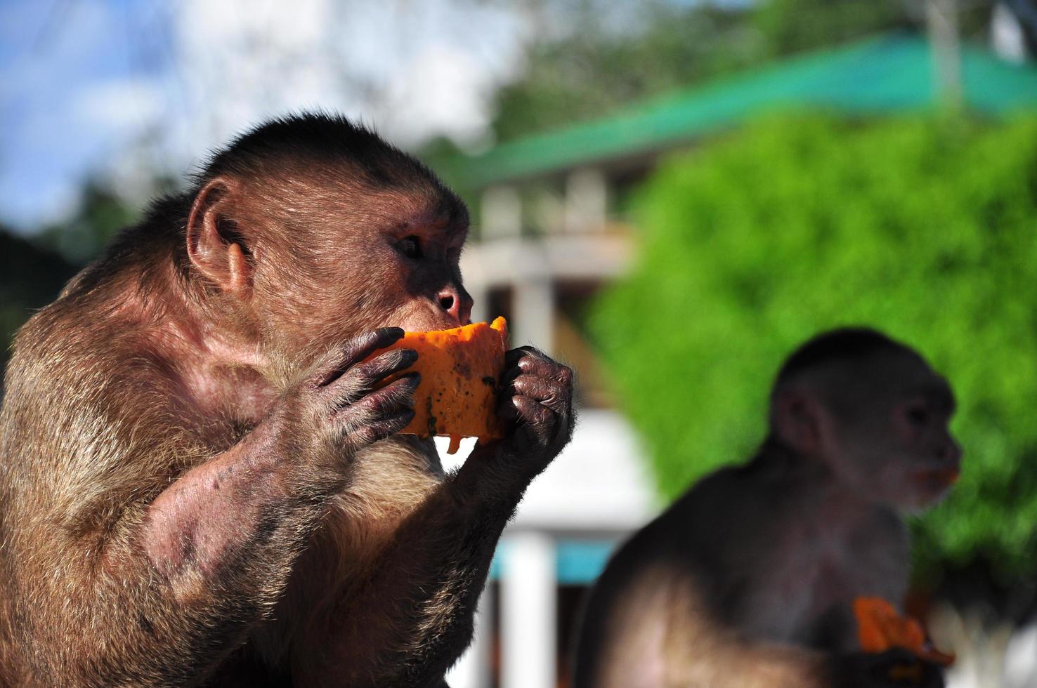 un mono capuchino comiendo papaya foto