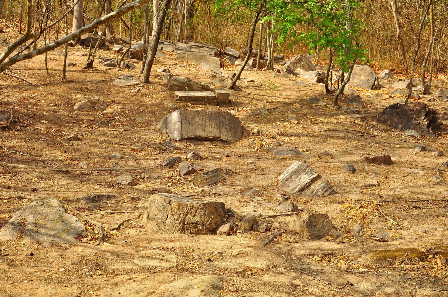 Puyango Petrified Forest photo