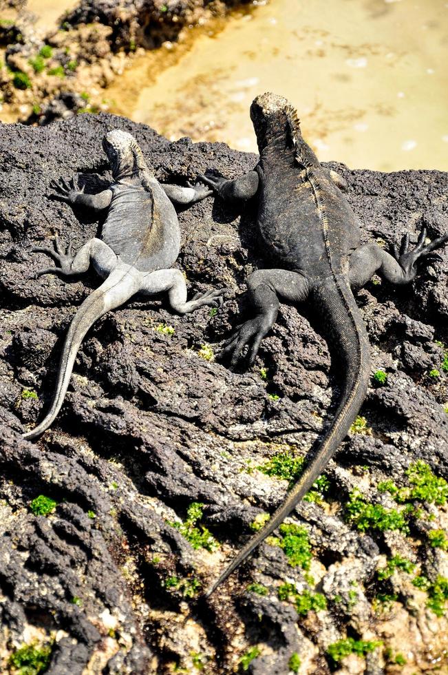 Two Iguanas on lava rocks photo