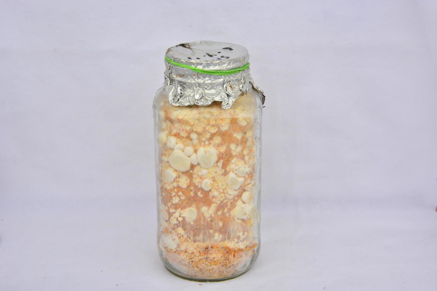 Mushroom spores in a jar photo