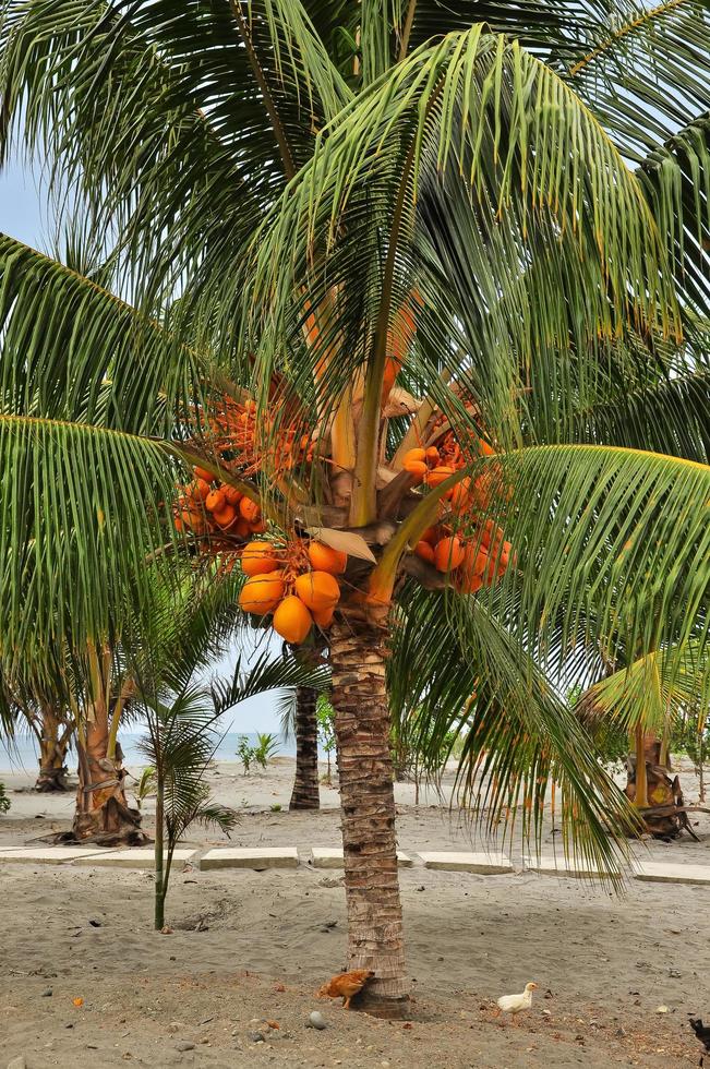Coconuts on the tree photo