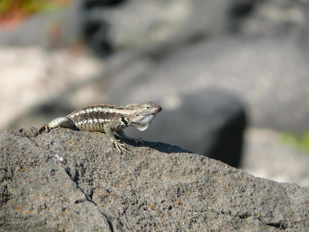 A laza lizard photo