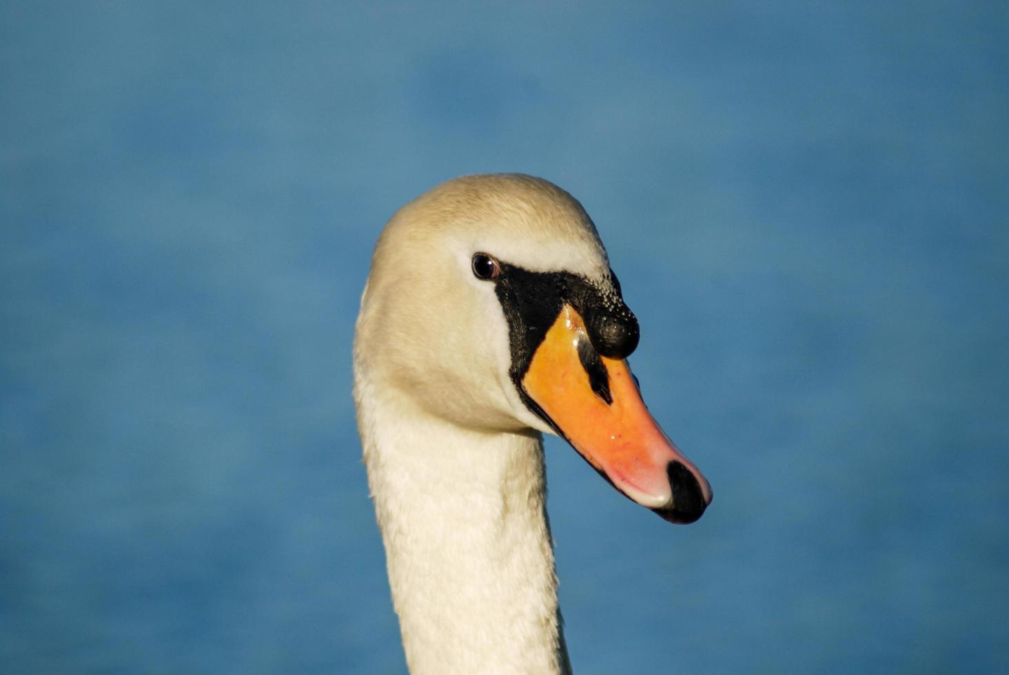 Close up of a swan photo