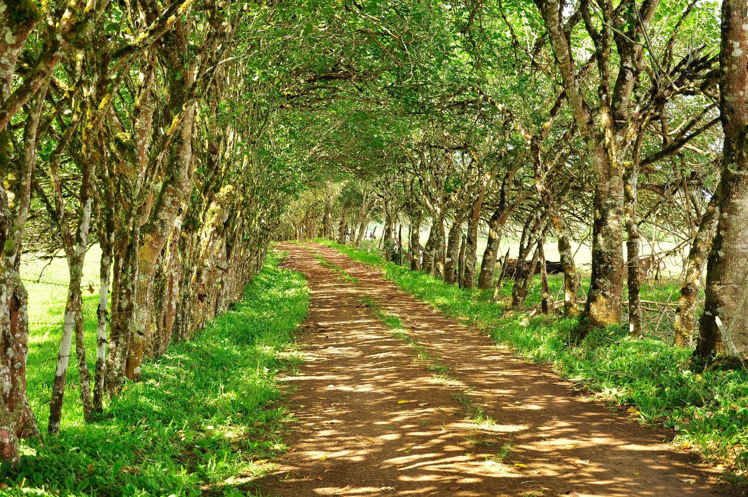 Winding Path between tree photo