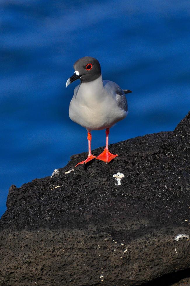 bird on the galapagos island of San Cristobal photo