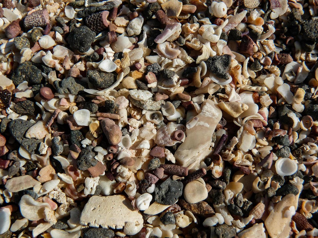 Shells on the beach photo