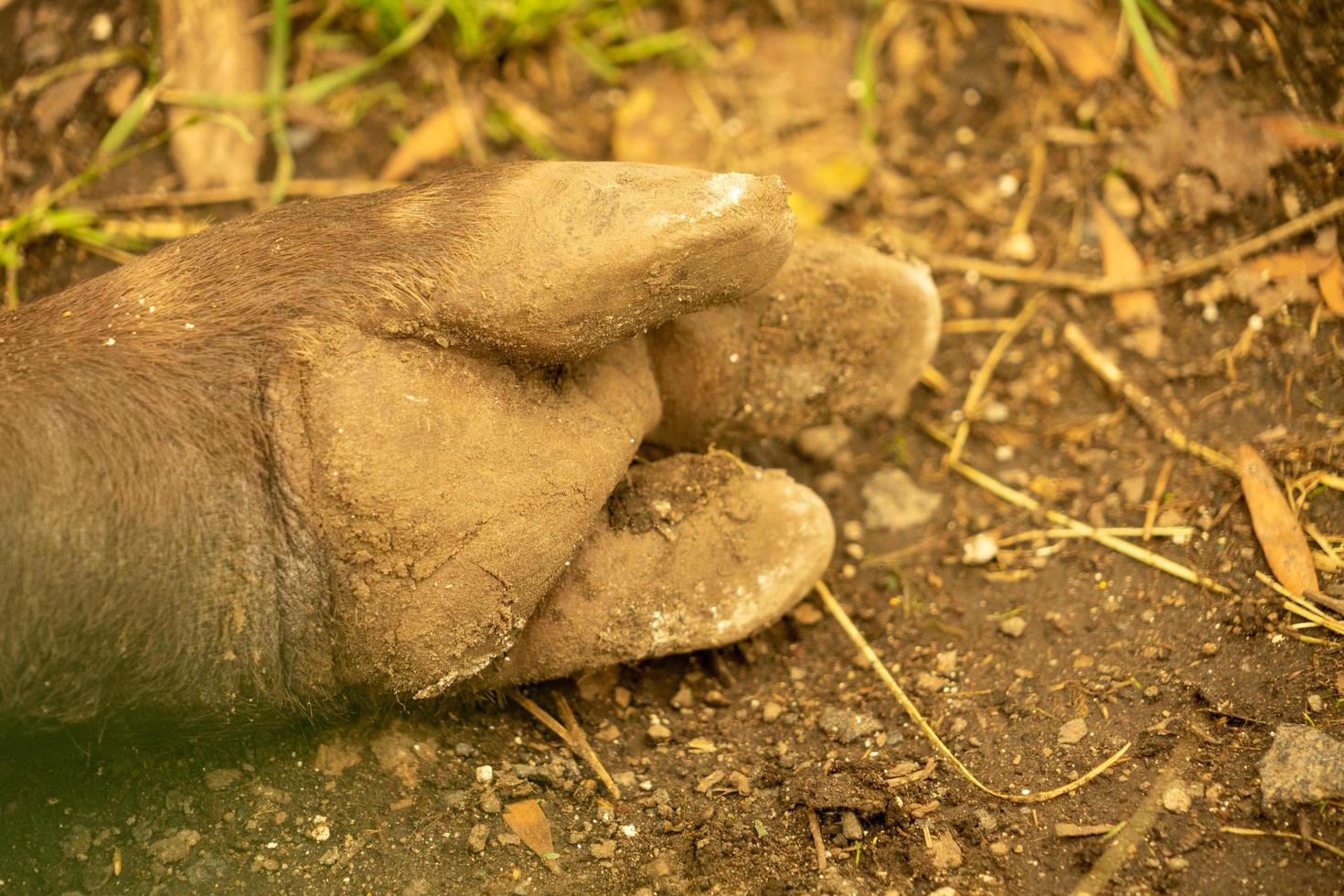 tapir de la selva amazónica foto