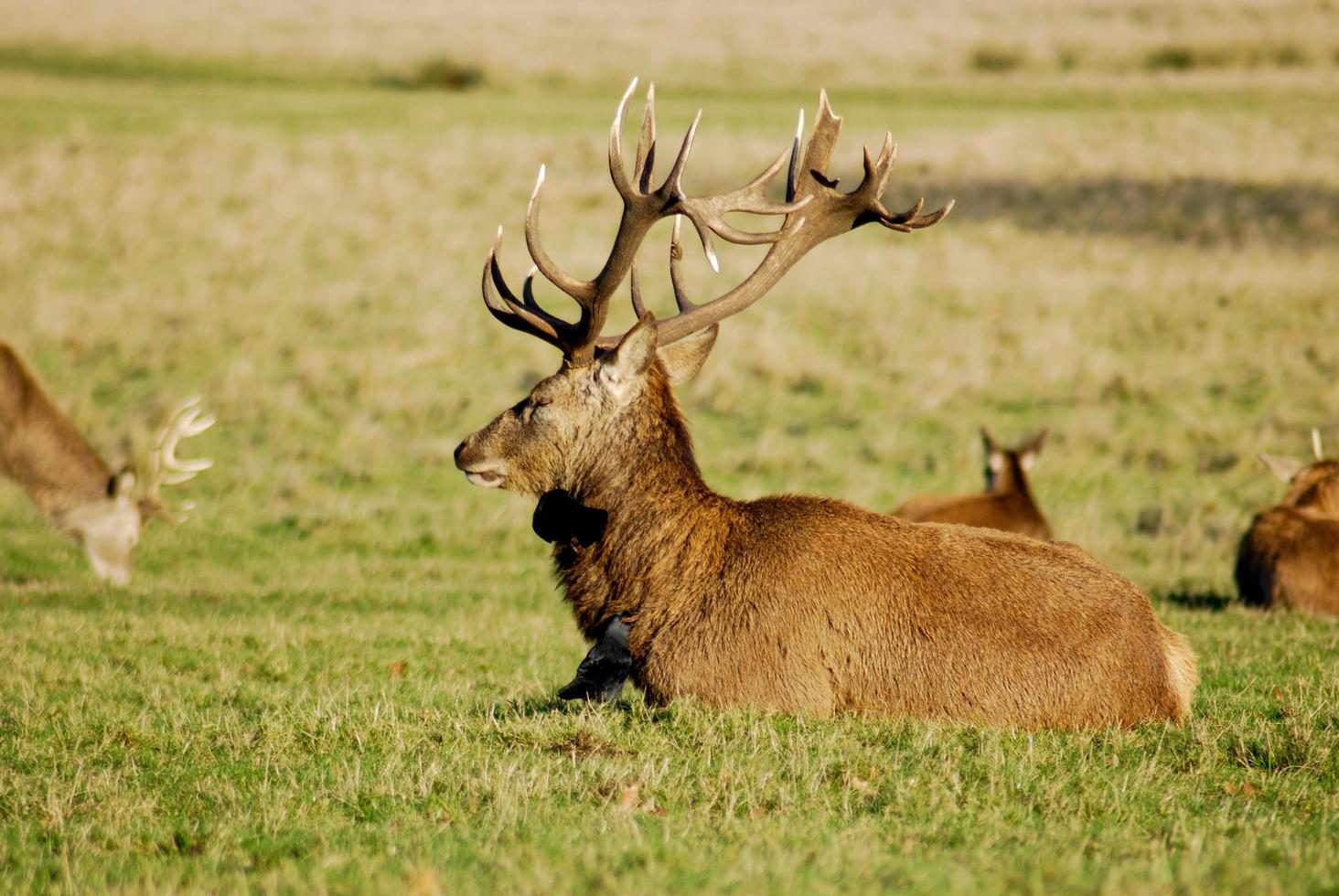 Wild Deer in a park photo