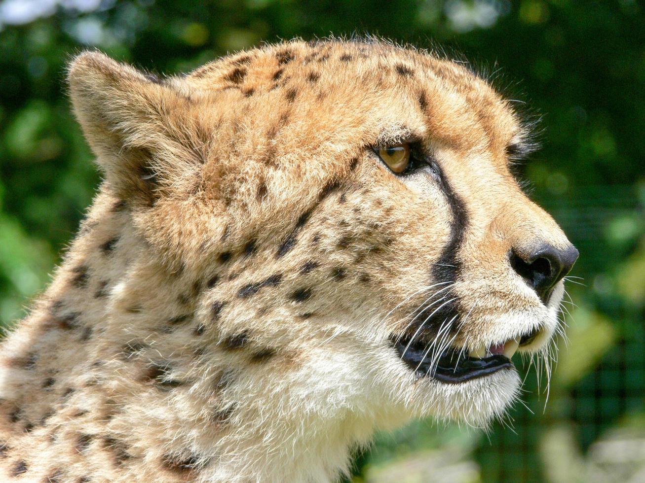Cheetah in a zoo environment photo