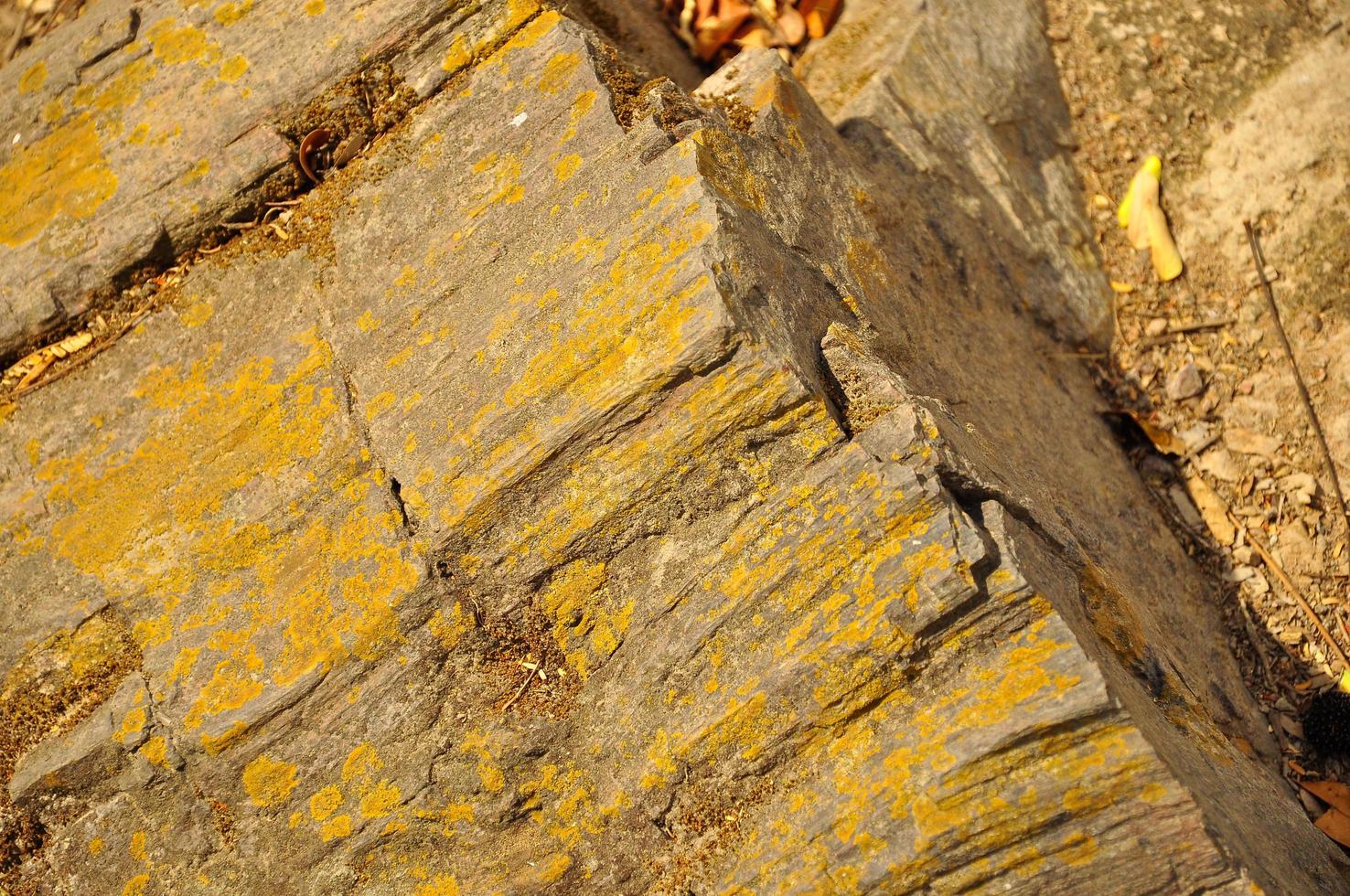 Puyango Petrified Forest photo