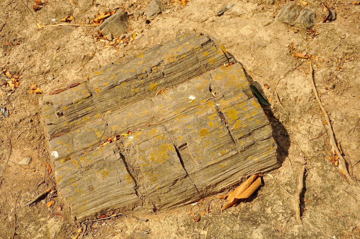 Puyango Petrified Forest photo