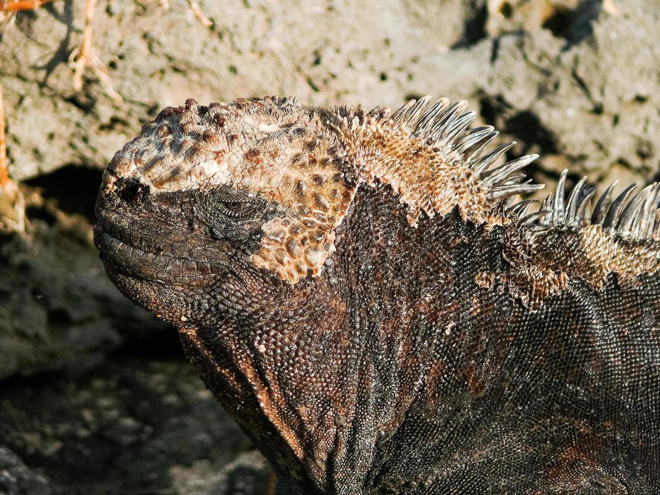 Marine Iguana, Ecuador photo