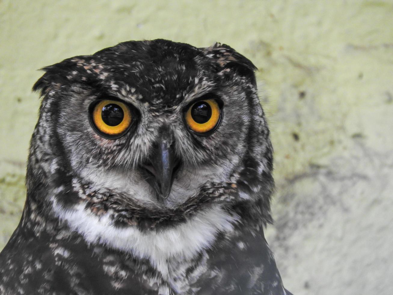 A great horned owl in captivity, photo