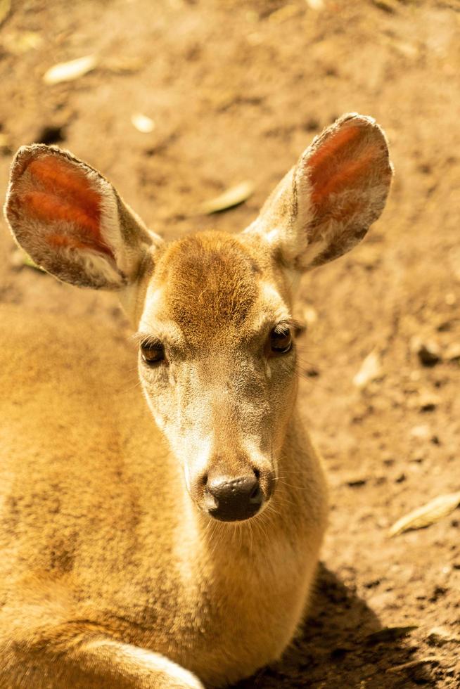 Venado de cola blanca foto