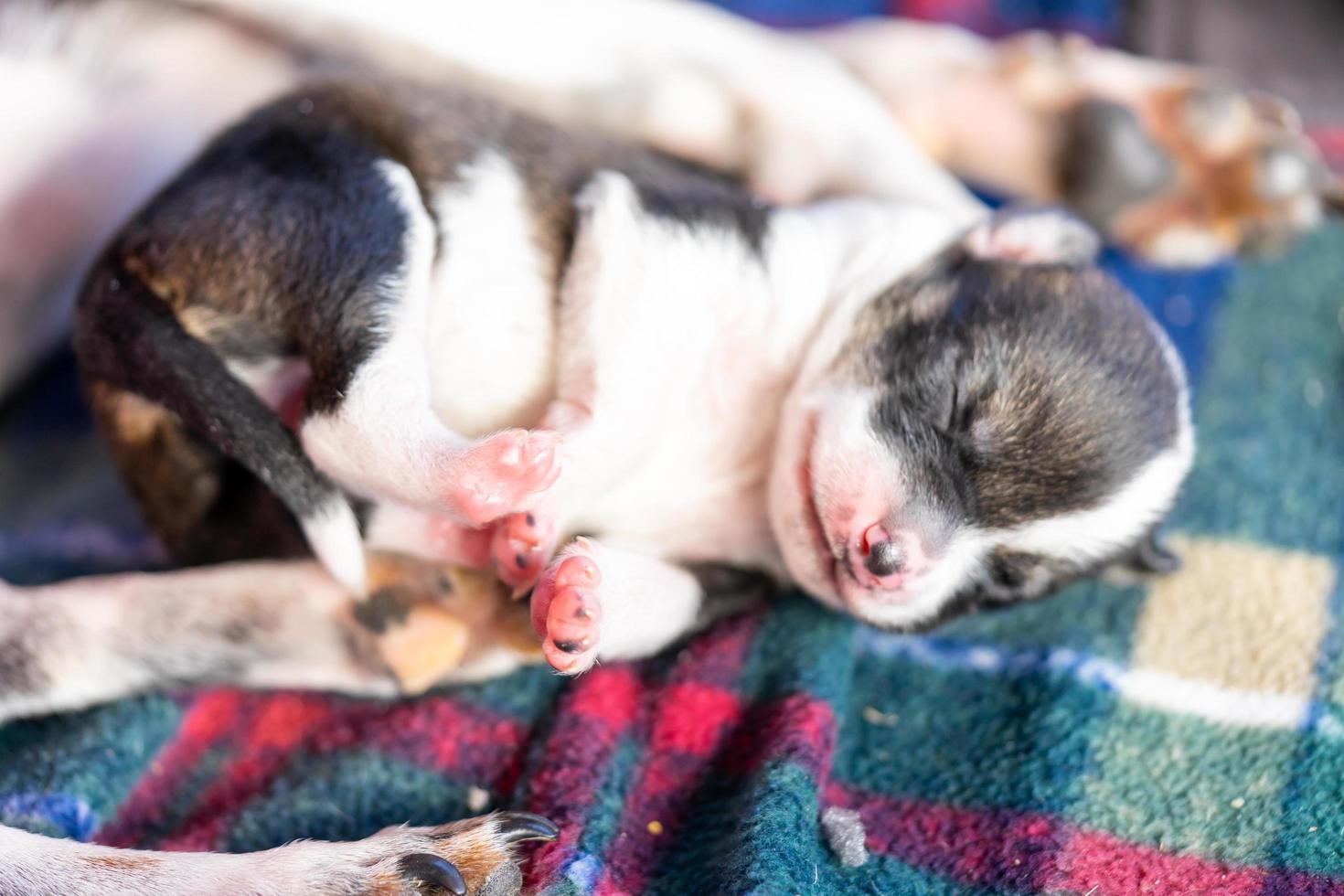 un cachorro de dos semanas foto