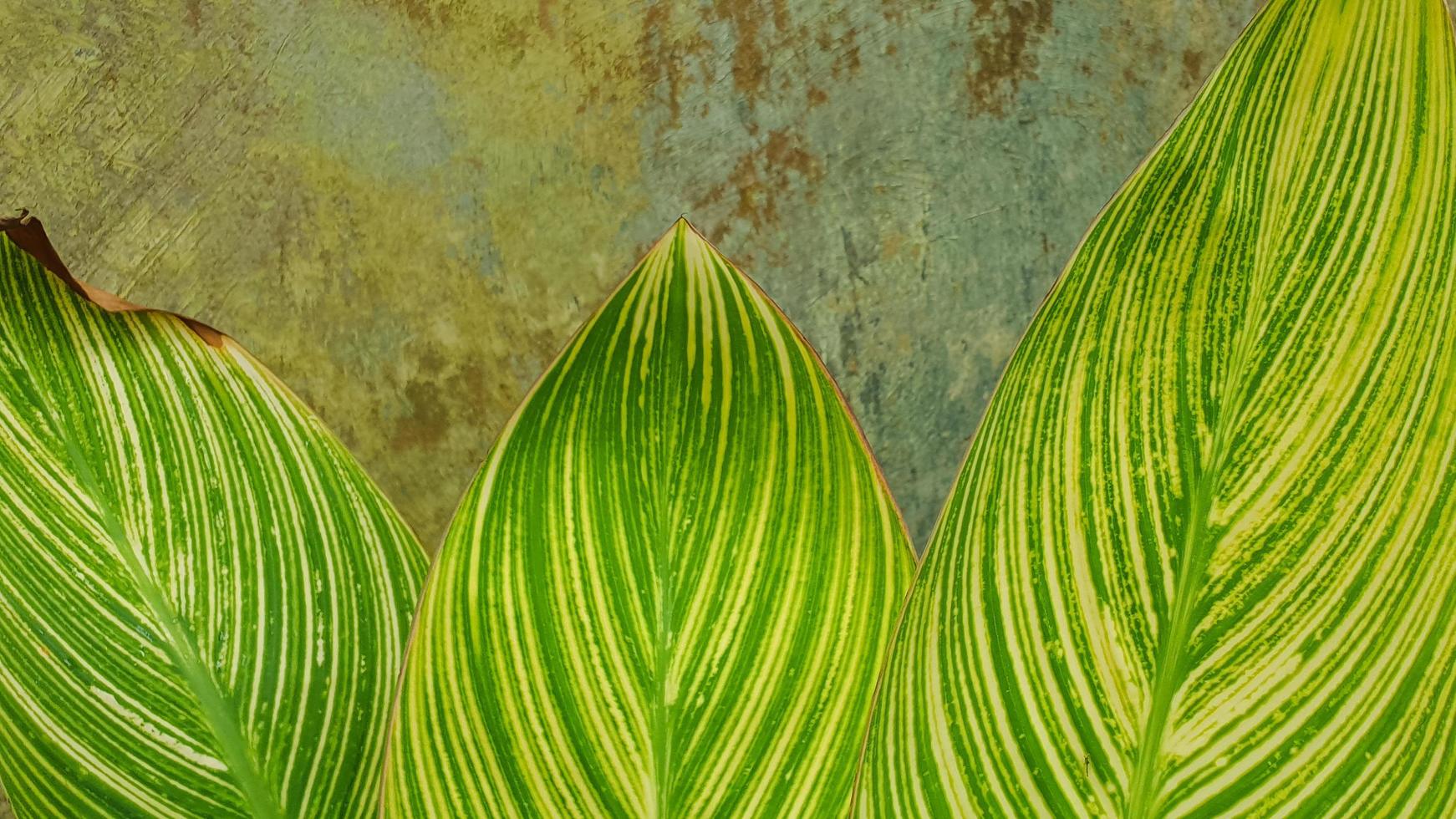 detail of fresh natural green leaf photo