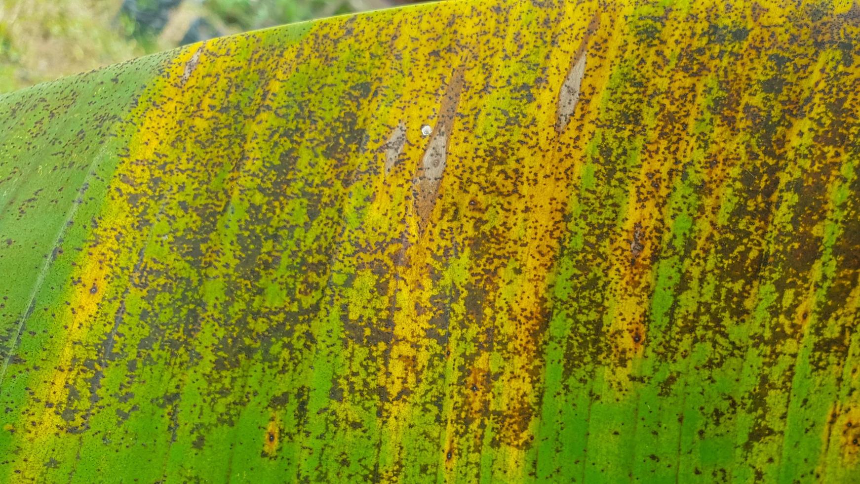 green and brown banana leaf texture photo