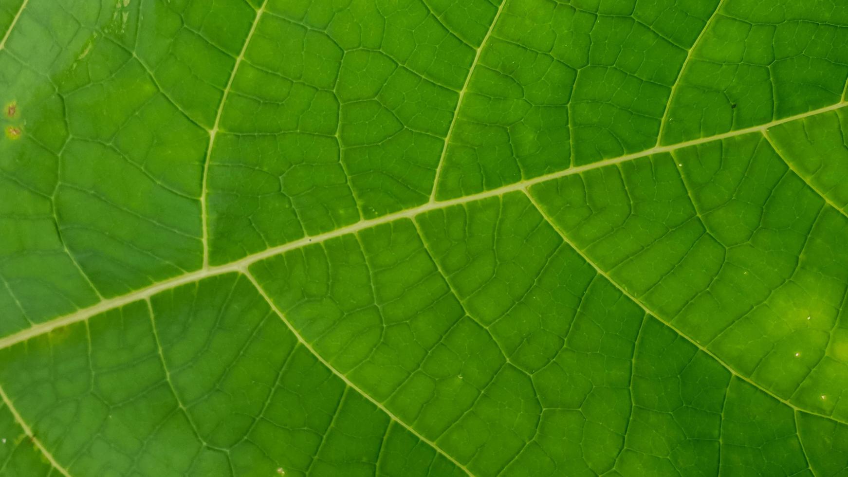 macro shot green leaf texture photo