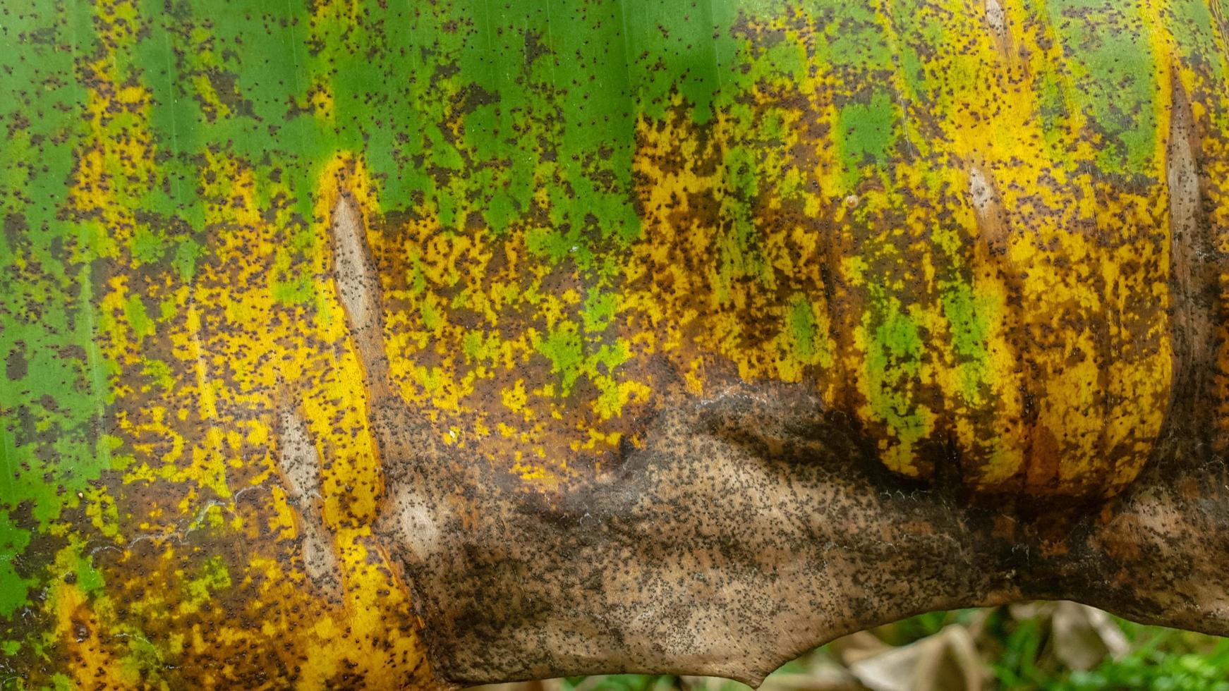 textura de hoja de plátano verde y marrón foto