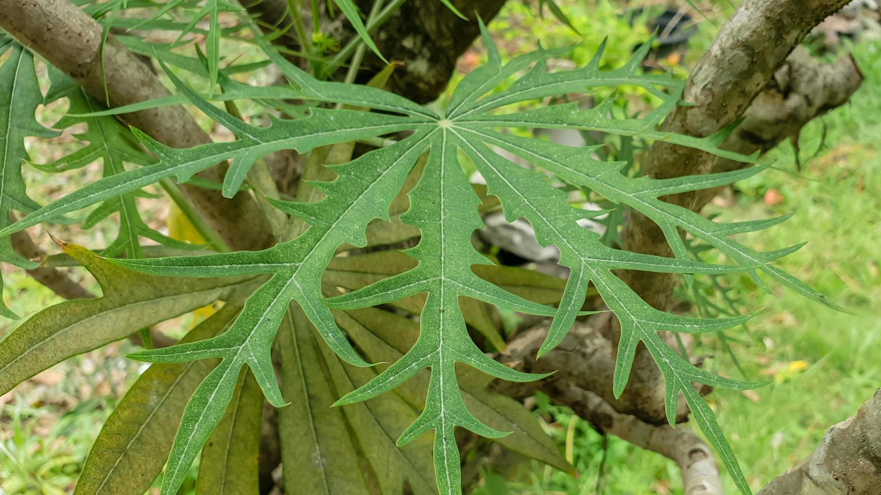 jatropha multifida leaf can be used as natural wound medicine photo